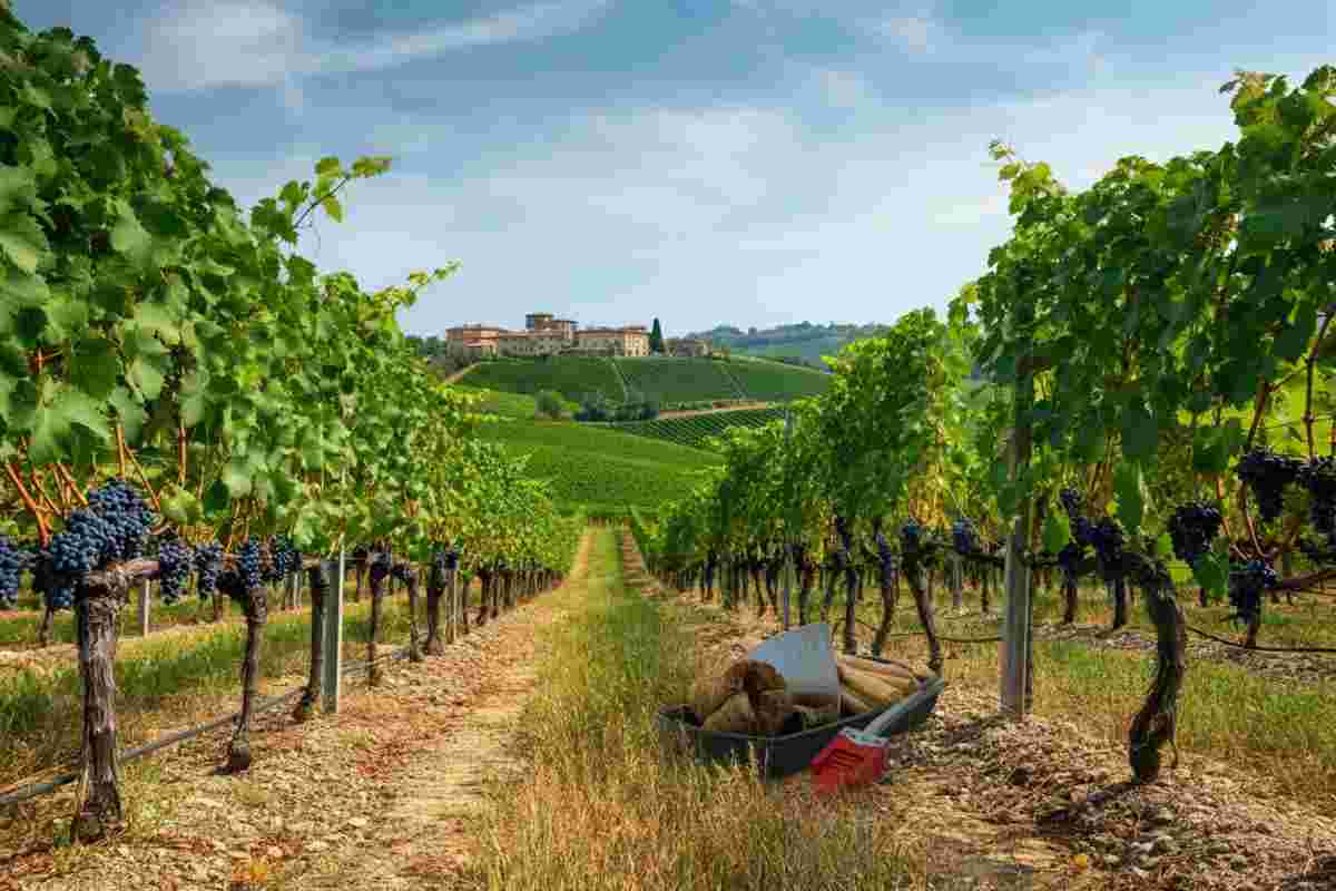 Sostenibilità: l'importanza di restare inclusi secondo Stefano Stefanucci di Equalitas