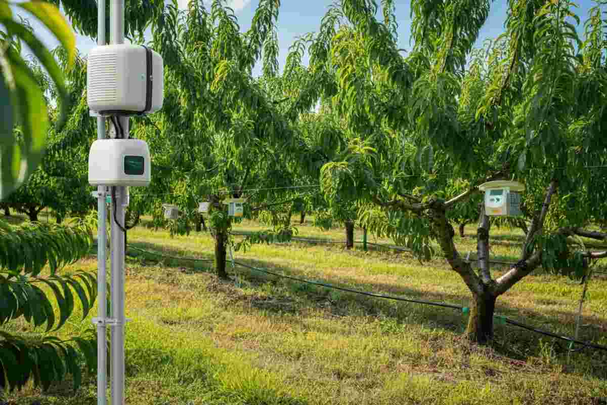 Tecnologia e innovazione: come le trappole digitali combattono i parassiti della frutta