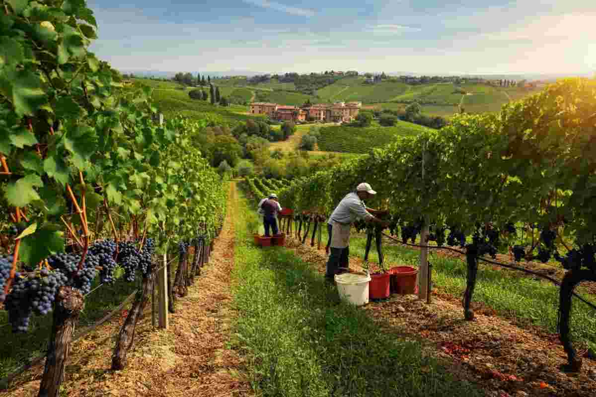 Vendemmia 2023: il Sud in crescita mentre il Centro-Nord frena