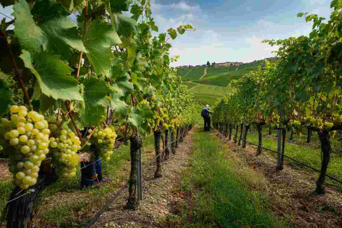 Vendemmia 2025: Asti Docg e Alto Adige affrontano la sfida dei dazi
