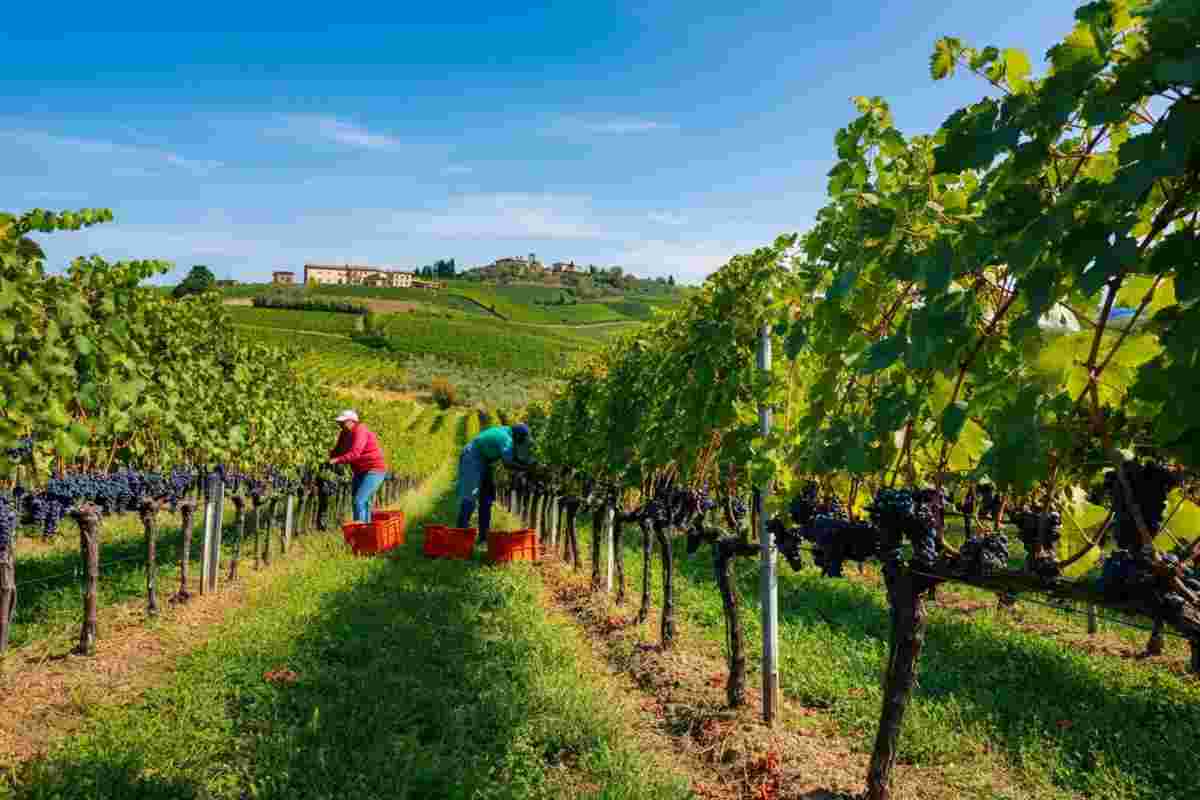 Vendemmia 2025 in Italia: Veneto in crescita, Chianti punta sulla qualità nonostante il calo dei volumi