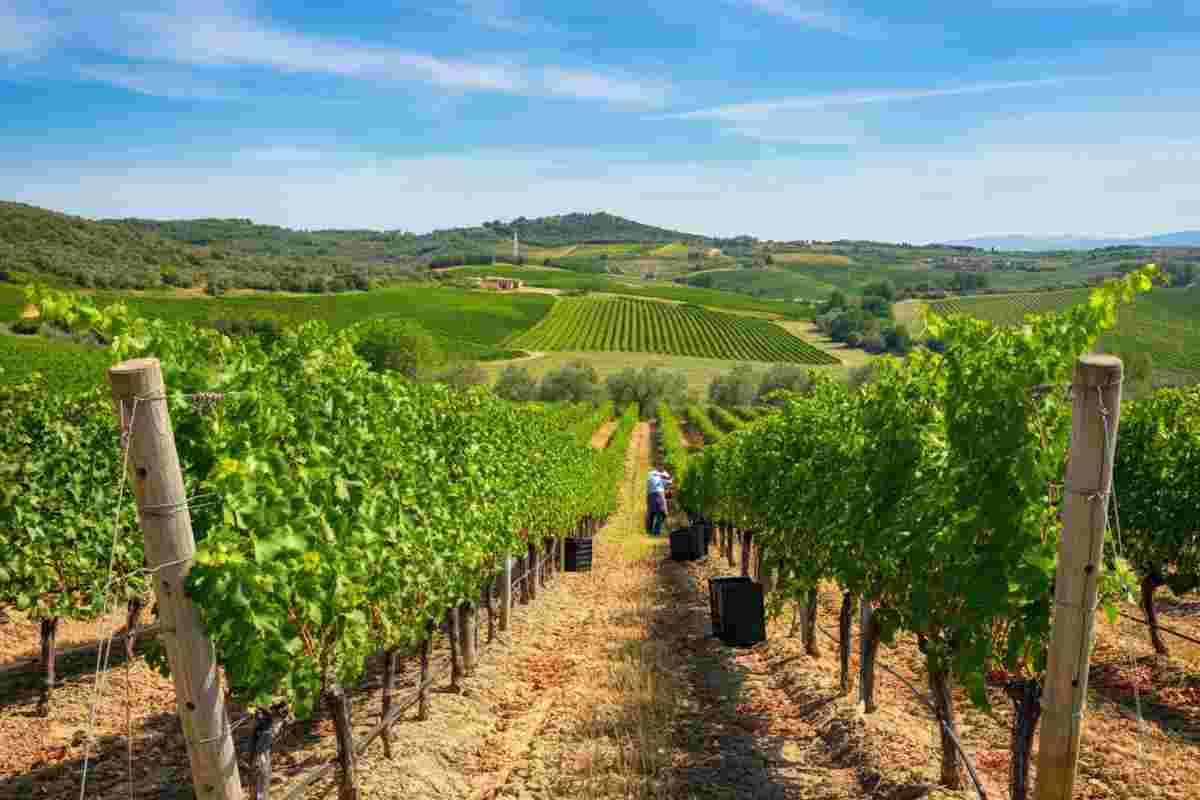Vendemmia 2025 in Maremma Toscana: tutto pronto per una raccolta straordinaria