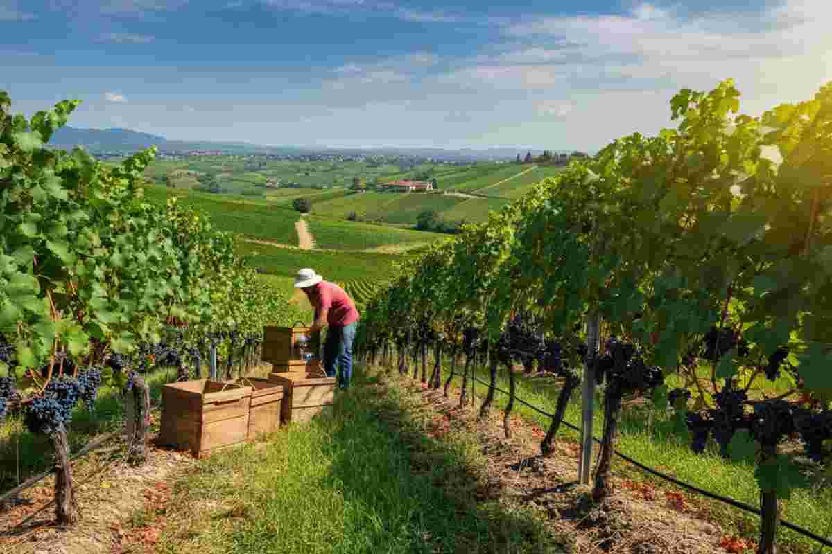 Vendemmia 2025: l'Asti Docg punta su qualità e sostenibilità con rese ridotte