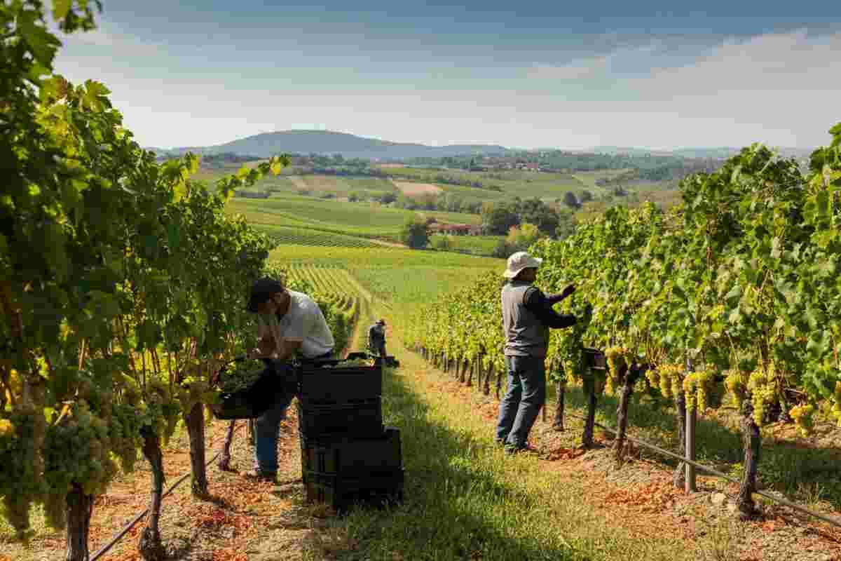 Vendemmia 2025: la DOC Delle Venezie si prepara a un'annata straordinaria