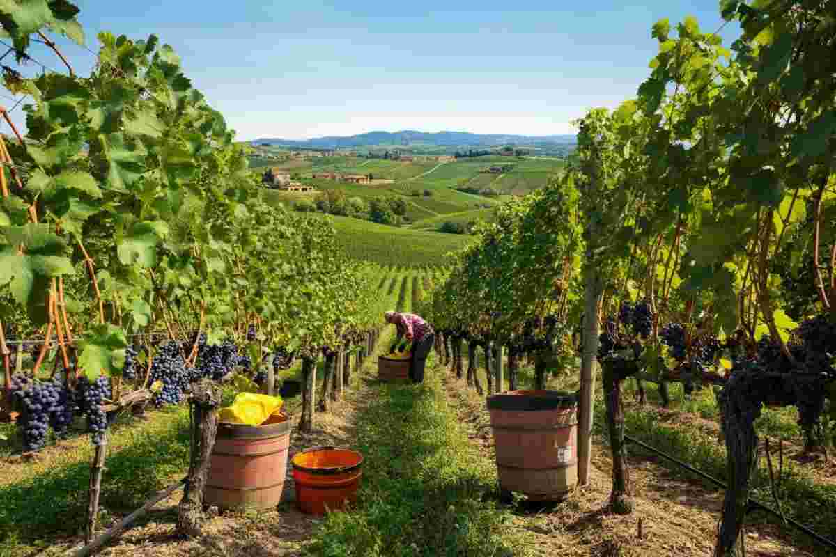 Vendemmia 2025: le prime previsioni parlano di 45 milioni di ettolitri secondo Coldiretti