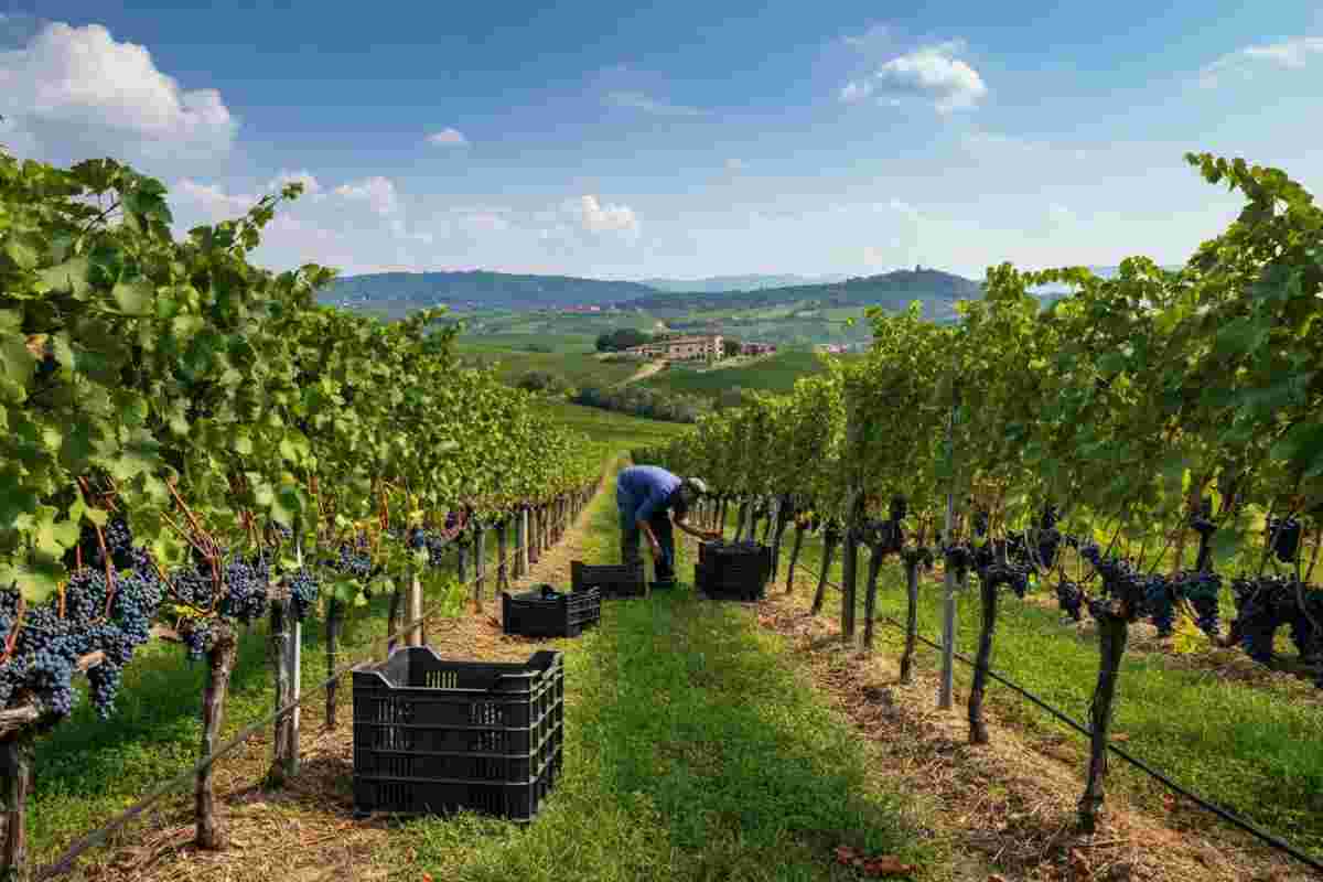 Vendemmia 2025: un anticipo promettente grazie al clima per l'Accademia Italiana della Vite e del Vino