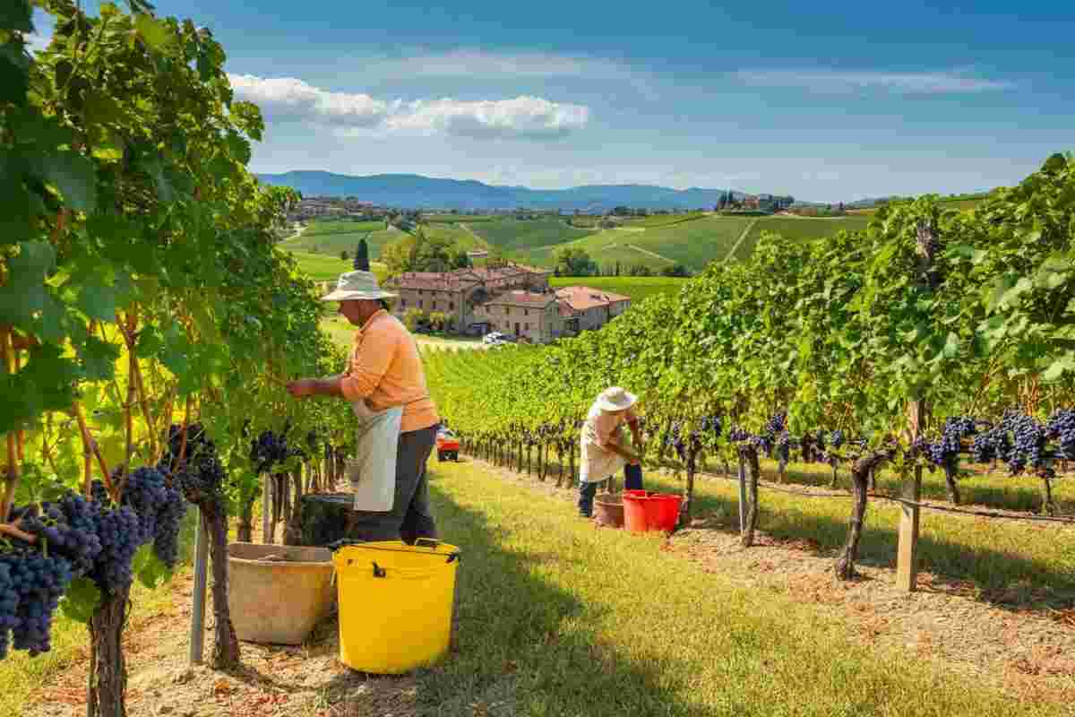 Vendemmia 2025: un inizio anticipato sorprendente in tutte le regioni
