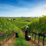 Vendemmia 2025: un'annata promettente per il vino italiano da Nord a Sud