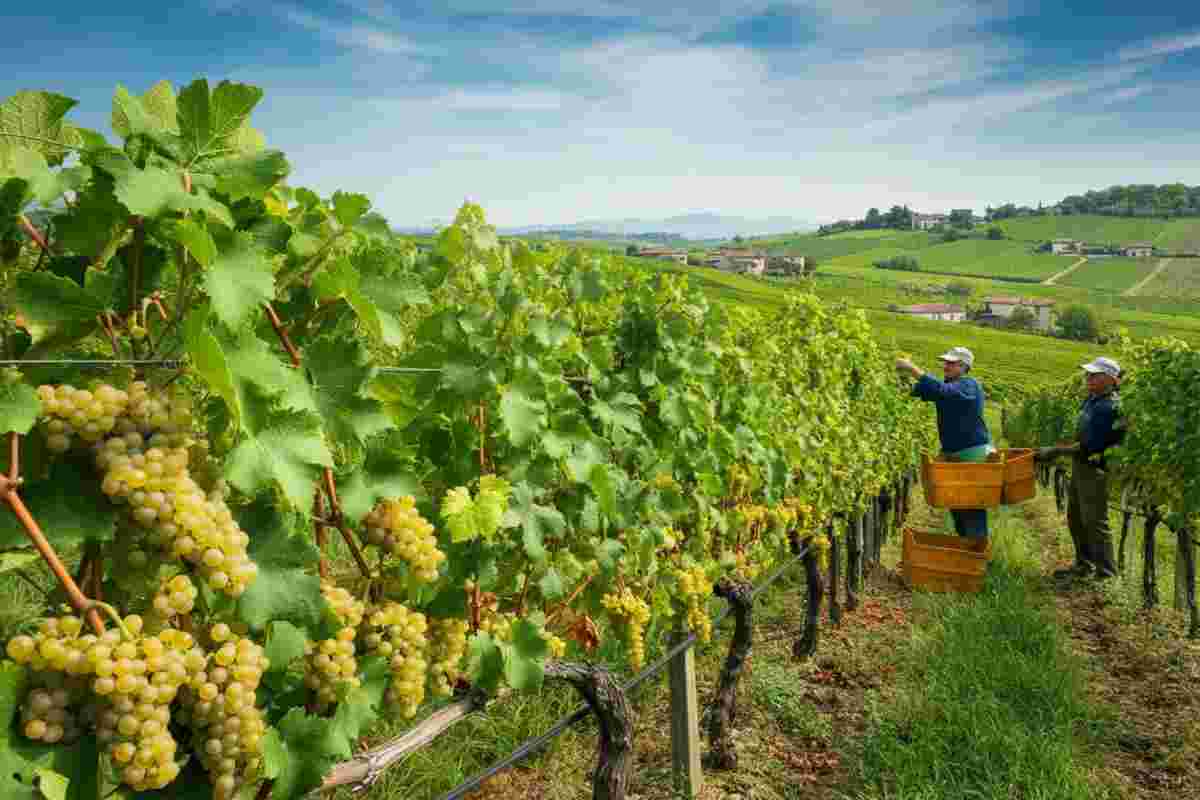 Vendemmia Moscato d'Asti 2025: uve di qualità e sfide commerciali con gli USA