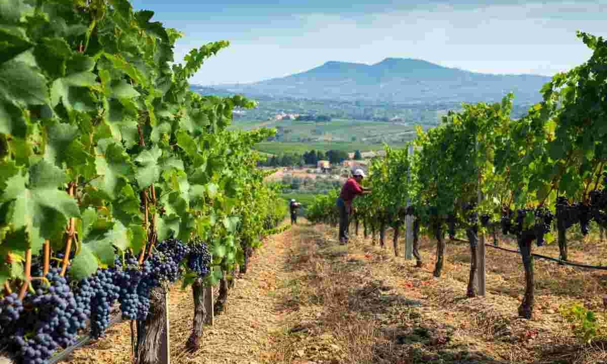 Vendemmia in Sicilia: un'annata di qualità con vigneti sani