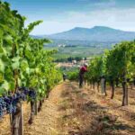 Vendemmia in Sicilia: un'annata di qualità con vigneti sani
