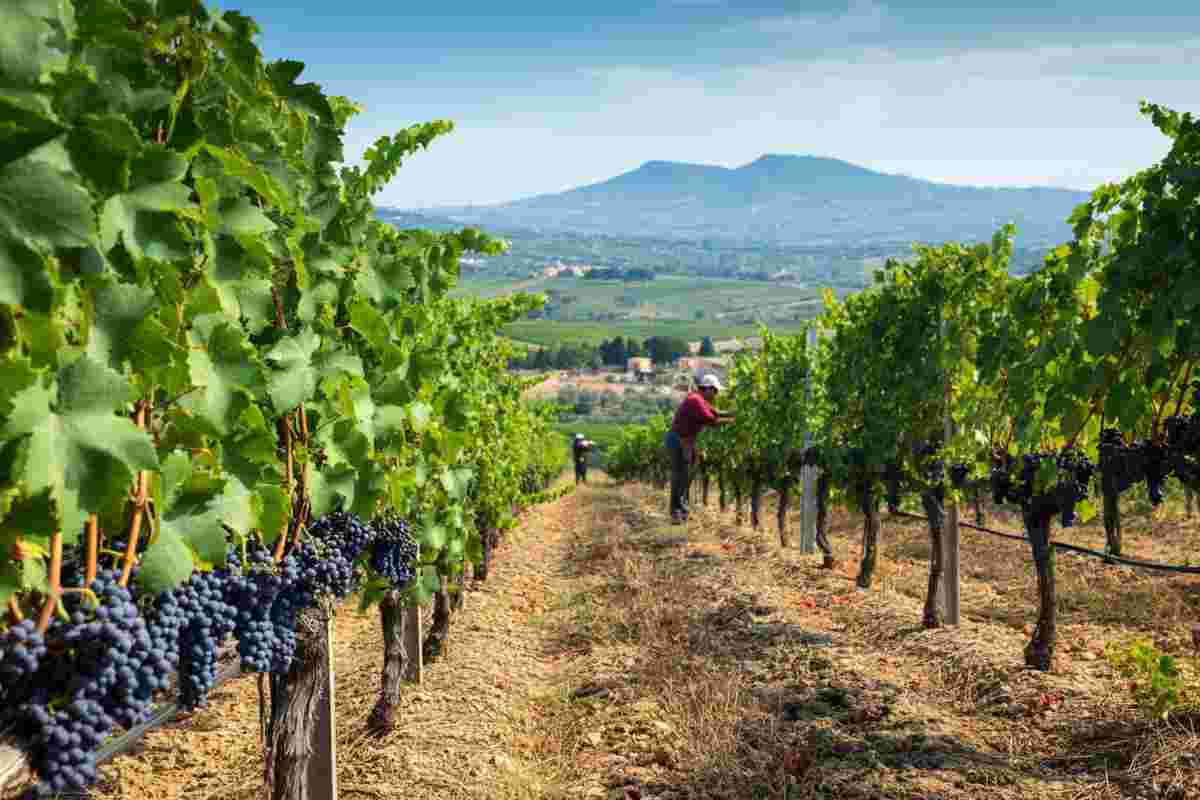 Vendemmia in Sicilia: un'annata di qualità con vigneti sani