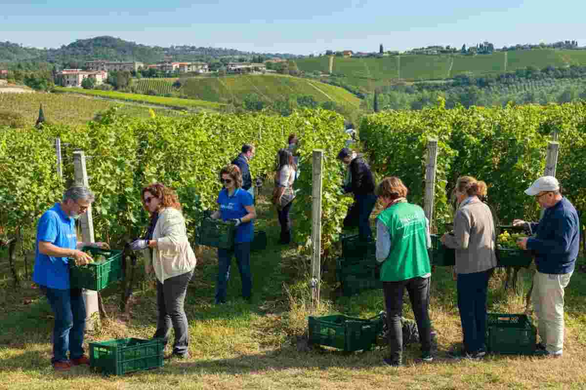 Vendemmia solidale: prenota ora la tua esperienza unica di raccolta vini