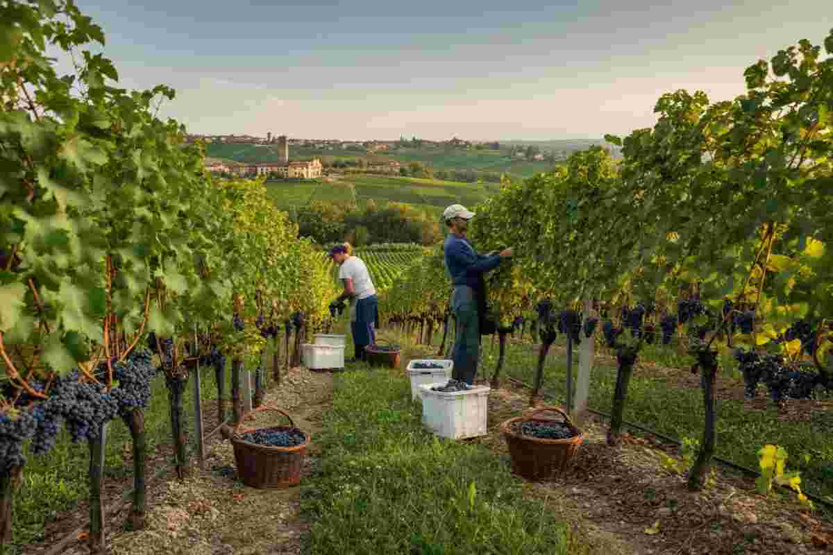 Veneto 2025: una vendemmia promettente tra qualità e abbondanza