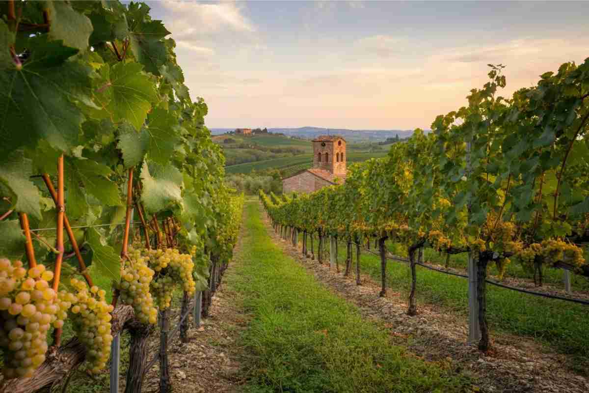 Vini bianchi longevi: scopri il segreto di un invecchiamento straordinario