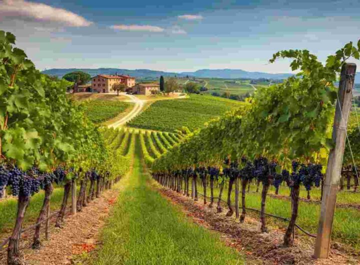 Vino: le sfide di un anno turbolento