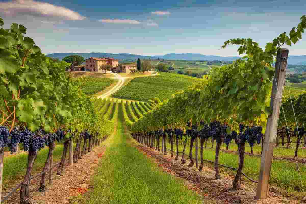 Vino: le sfide di un anno turbolento