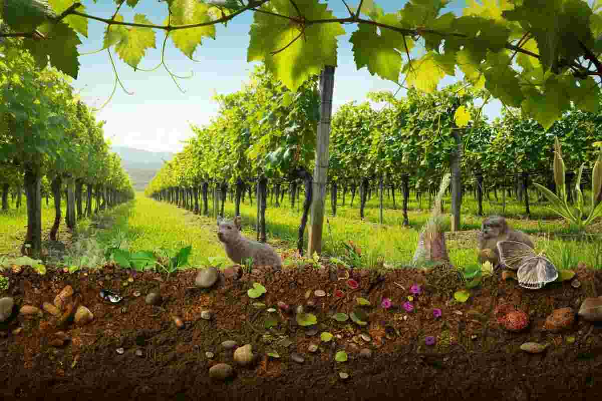 Viticoltura biologica: come affrontare le sfide di difesa, biodiversità e mercato