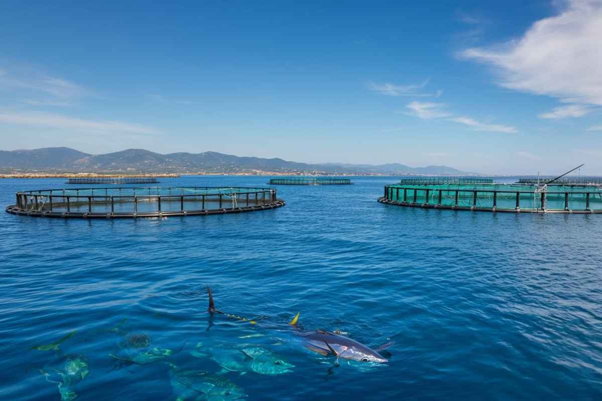 Allevamenti al largo in Italia: la nuova frontiera per l'ingrasso dei tonni