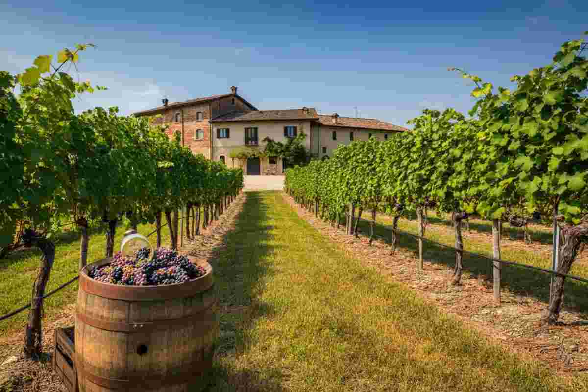 Cantina Nicola: un viaggio tra innovazione, tradizione e vino biologico