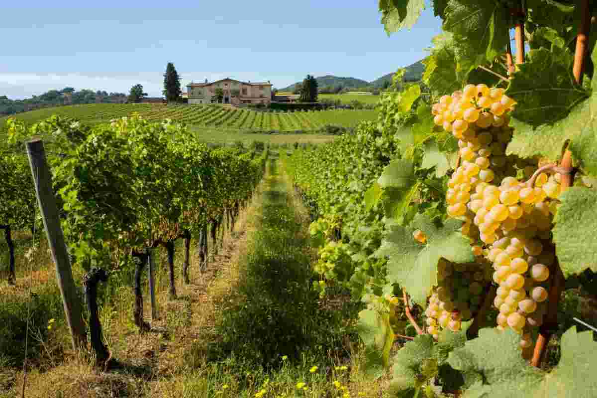 Cascina del Ronco lancia Oro del Ronco: scopri il nuovo Chardonnay bio bergamasco