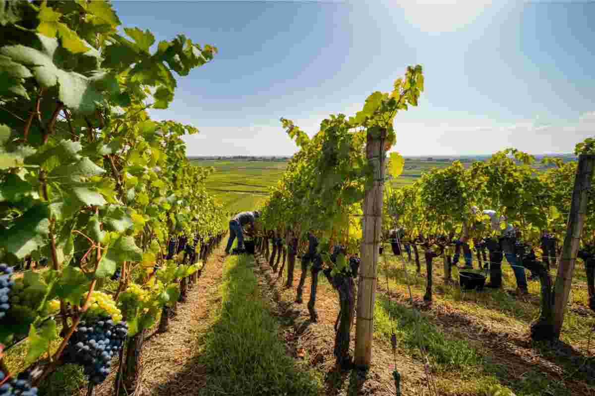 Champagne 2025: il futuro del lusso sostenibile