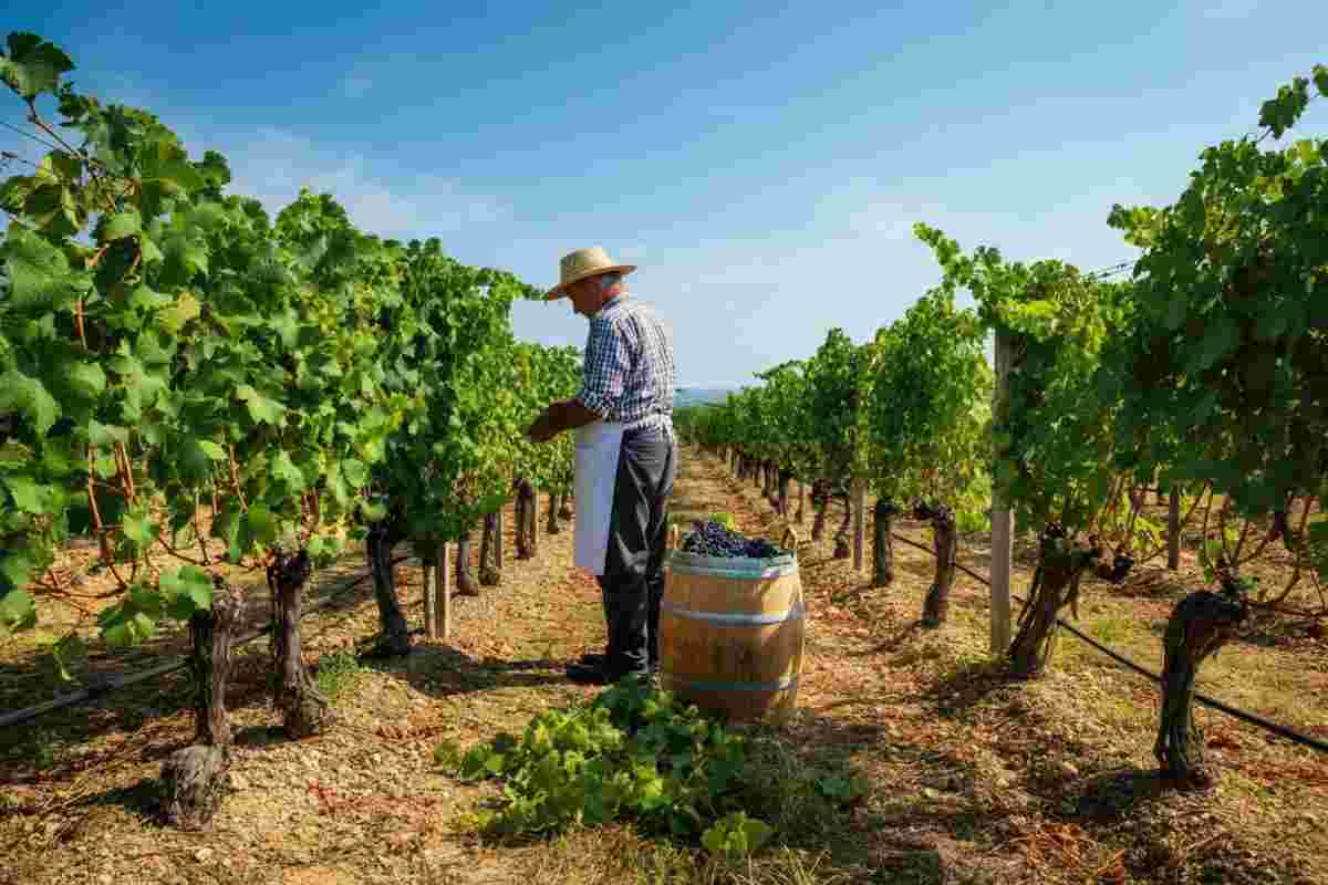 Coldiretti Puglia chiede tolleranza zero dopo il sequestro di vino senza tracciabilità a Foggia