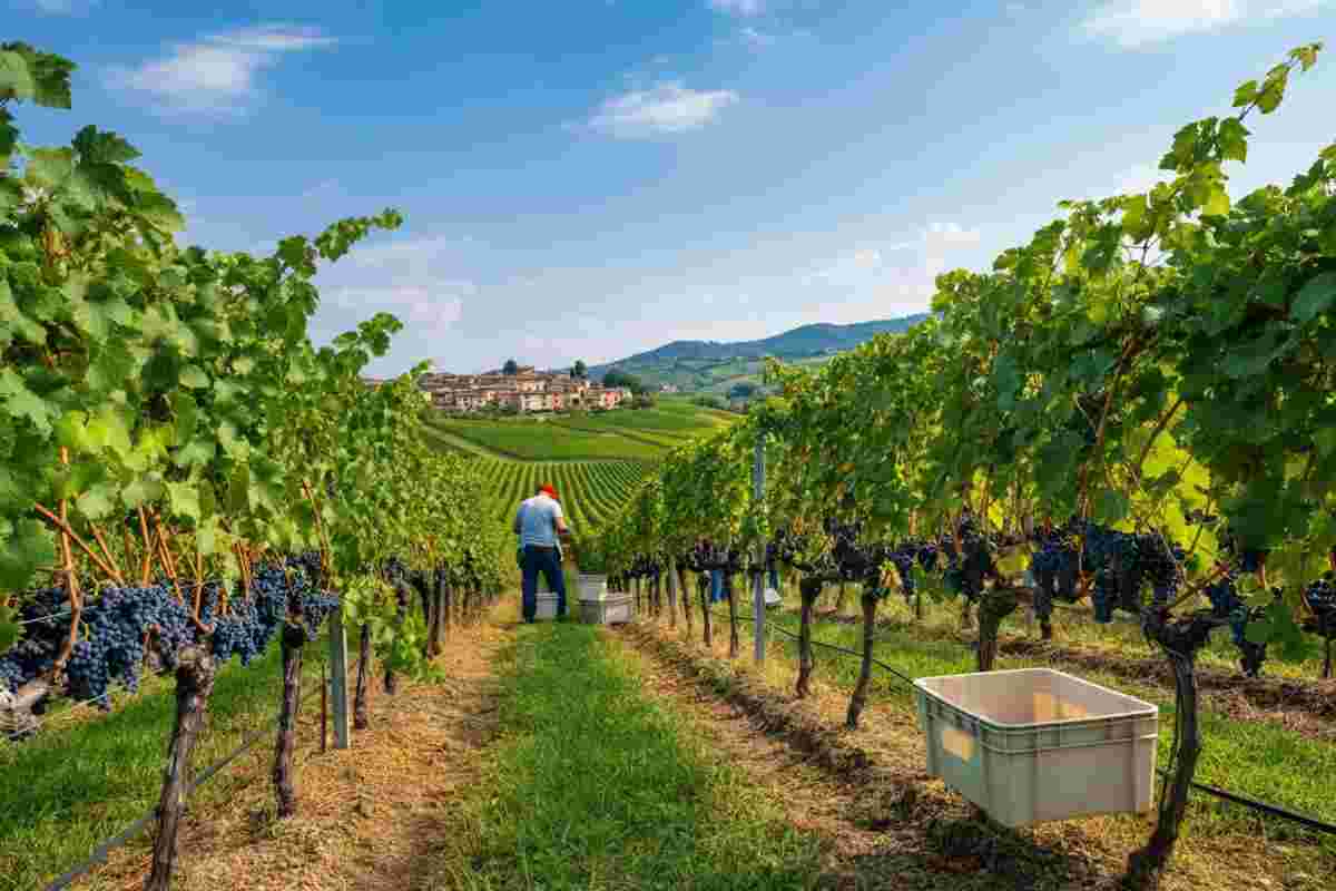 Costaripa 2025: un viaggio nell'eleganza della vendemmia tra tempo e frutto