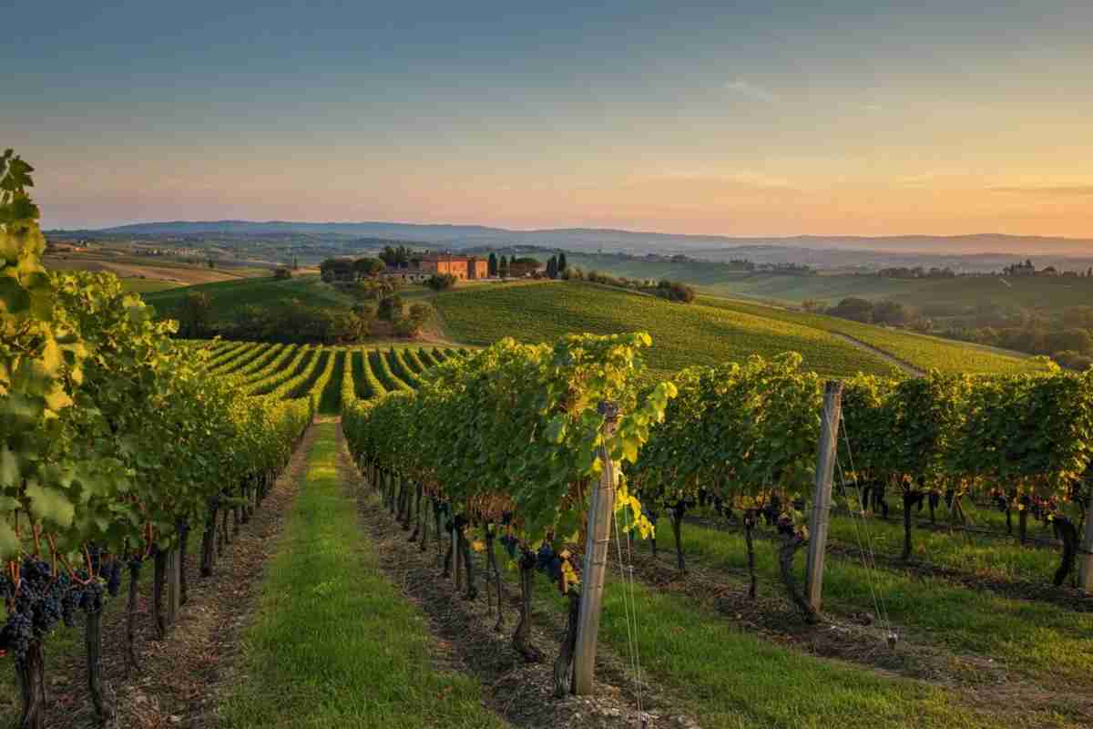 Crollo dell'export di vino a luglio: fatturato e prezzi in caduta libera