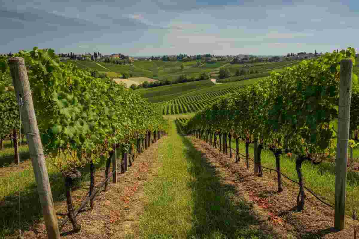Dazi e crisi: la biodiversità dei territori viticoli a rischio secondo Carraro