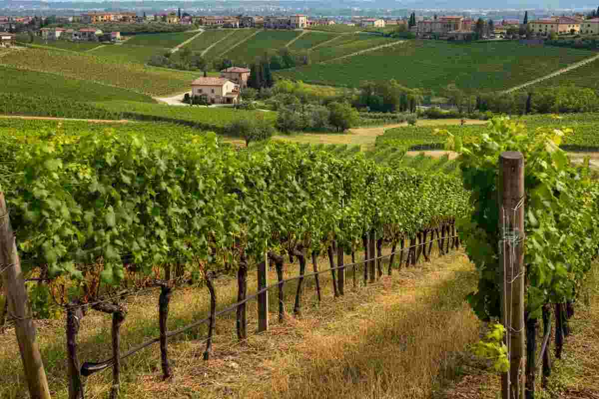 Dazi e crisi: la biodiversità dei territori viticoli fragili è in pericolo