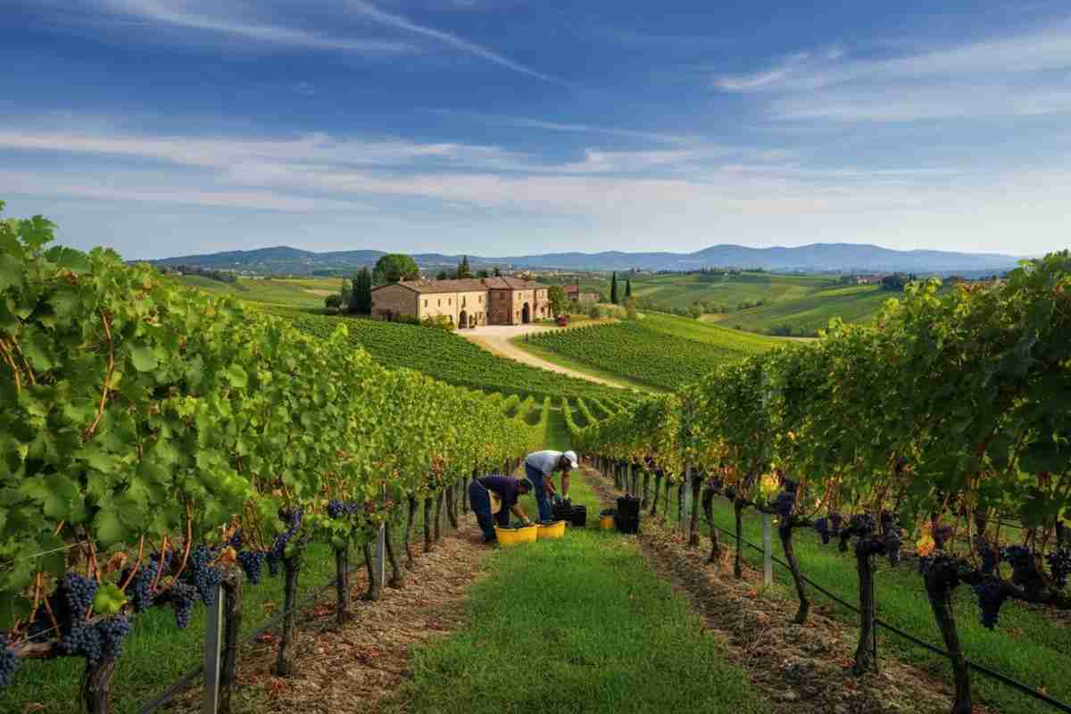 Dazi sul vino: le imprese affrontano un calo del 13,5% nei prezzi di luglio
