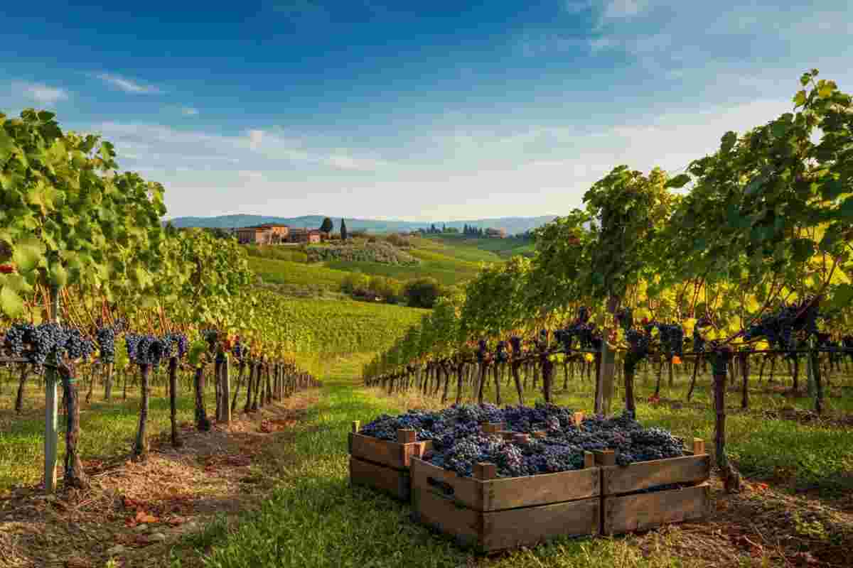 Esportazioni di vino negli Usa: cosa rivelano i dati di Wine Monitor