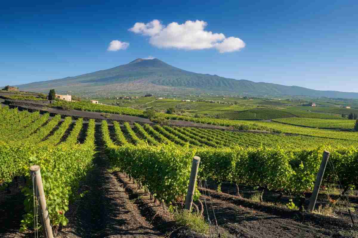 Etna: la denominazione-gioiello della Sicilia e il suo impatto sui vini di qualità