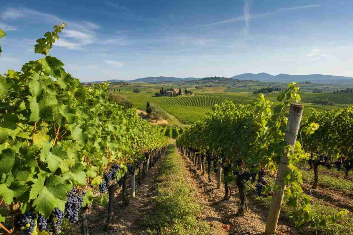 Fattoria Mantellassi: sei etichette premiate da WinesCritic.com sorprendono il mondo del vino
