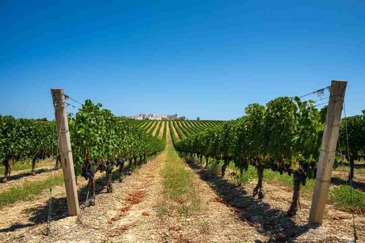 Foggia: Coldiretti Puglia lancia l'allerta per il vino sequestrato senza tracciabilità