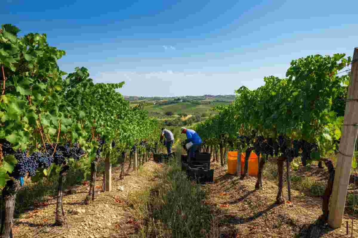 Foggia: sequestrati oltre 12.000 ettolitri di vino per un valore di 4,3 milioni di euro