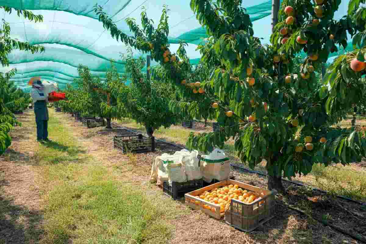 Forniture a rischio e prezzi record: l'allerta dell'industria dei succhi di frutta e conserve