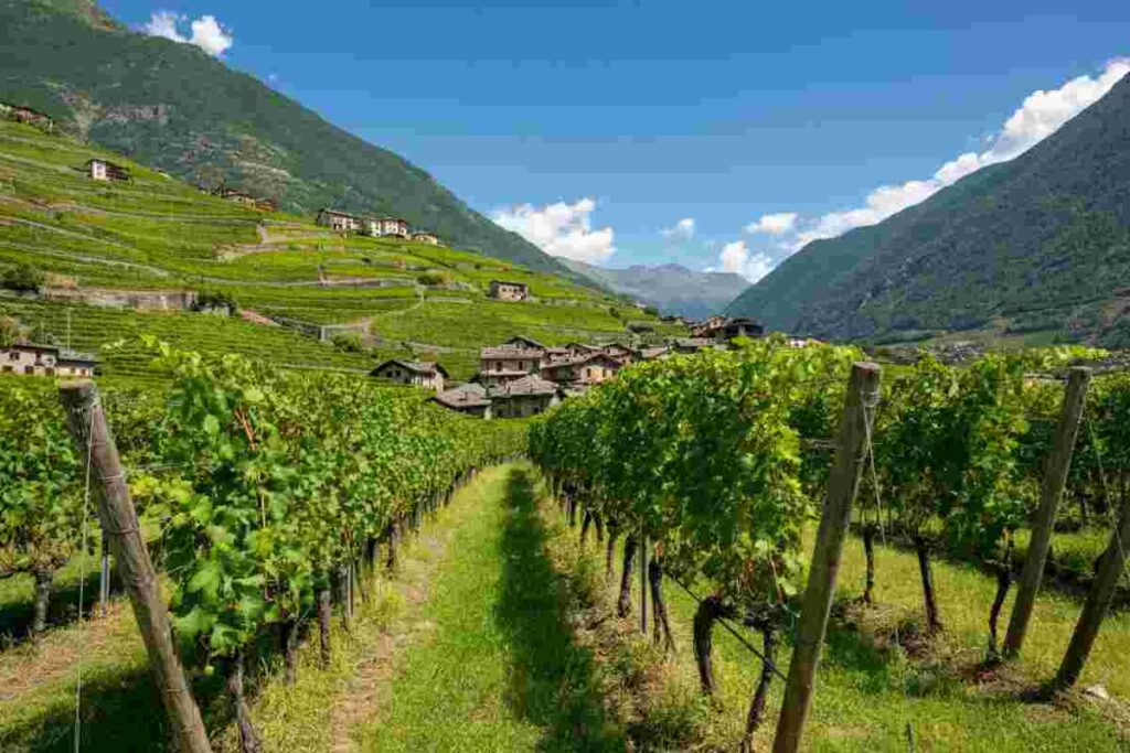Expansion Per Viticoltura: 'Visita Dalla Valle Del Reno' - 80 Carte