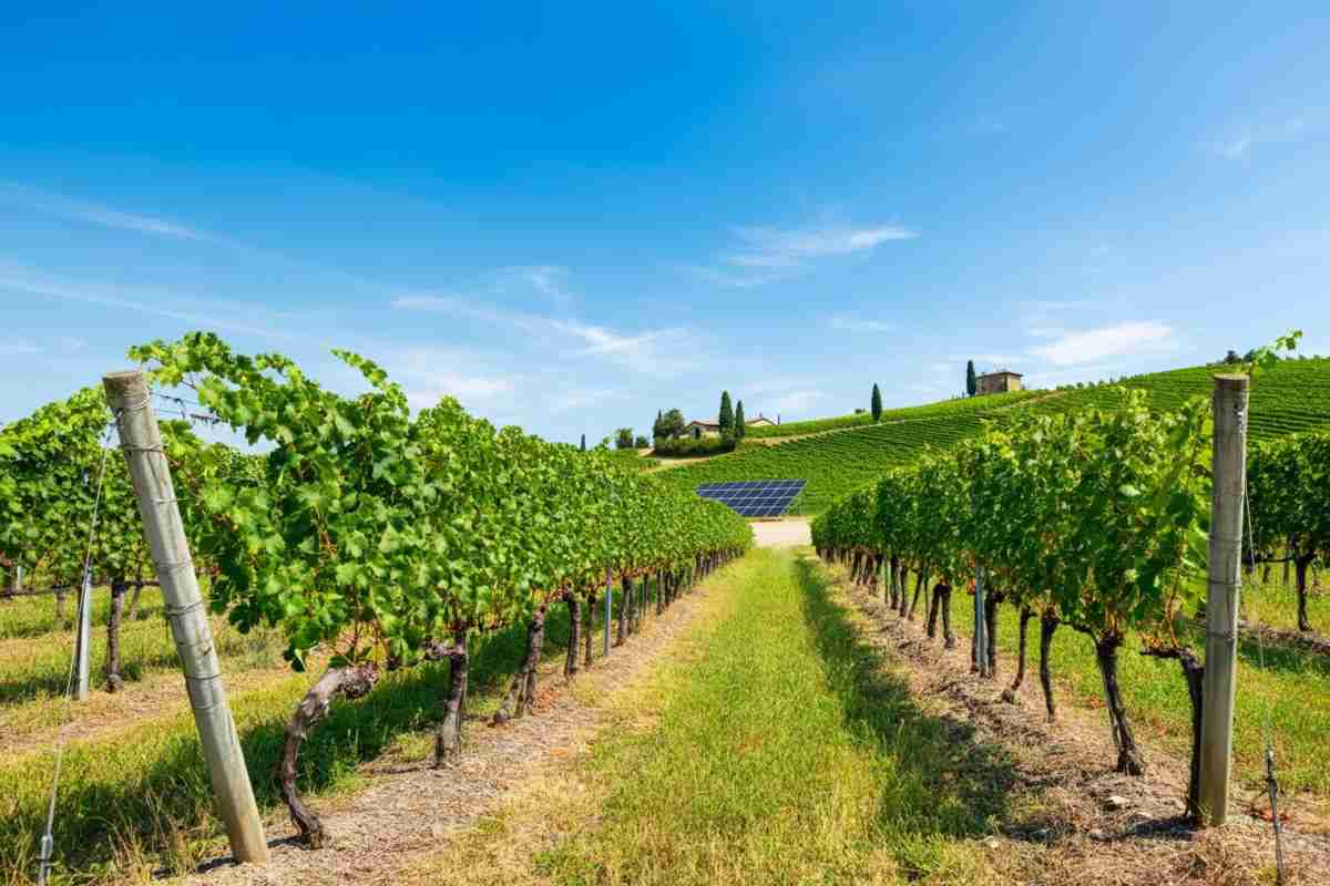 Herita Marzotto Wine Estates: pioniera del vino italiano nella carbon neutrality