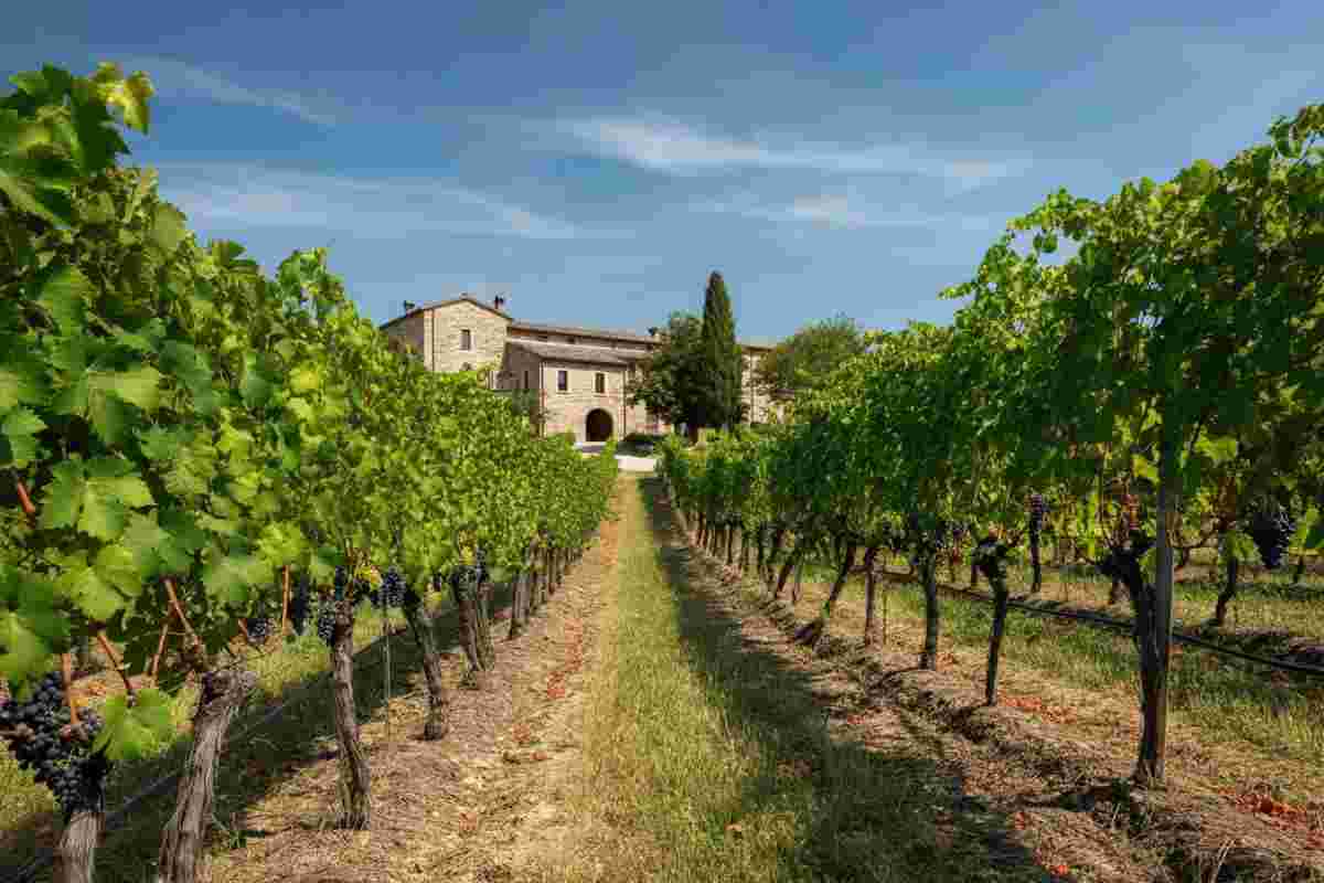 I marchi dei Vini Valpolicella si uniscono al Consorzio: una nuova era per il vino italiano
