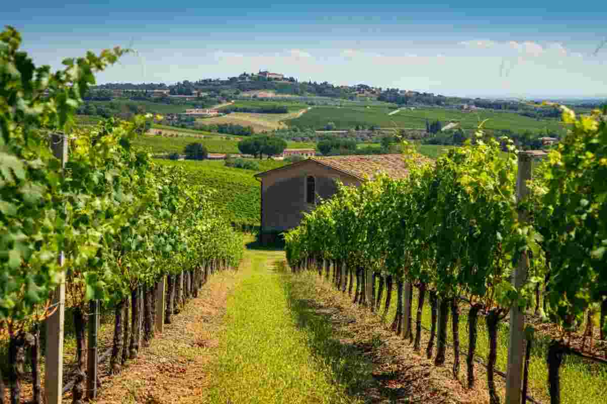 Il Consorzio Frascati si unisce al CdA di Valoritalia: cosa significa per il futuro del vino italiano
