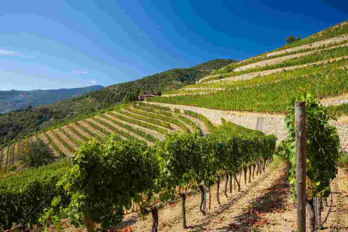 Il Mondial des Vins Extrêmes 2025 celebra quasi 300 vini straordinari