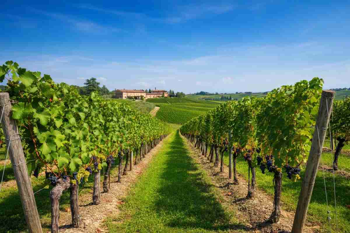 Il Veneto guida l'export di vino italiano nel 2025: un semestre di crescita straordinaria