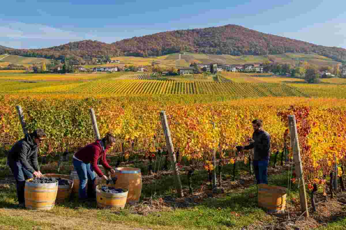 Il futuro dell'Alto Adige: freschezza e mineralità al Wine Summit 2025
