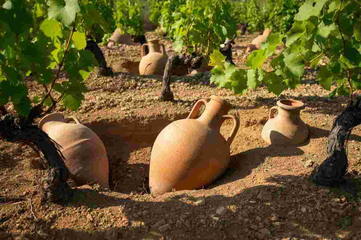 Il vino del passato: riscoprire i sapori attraverso il DNA antico