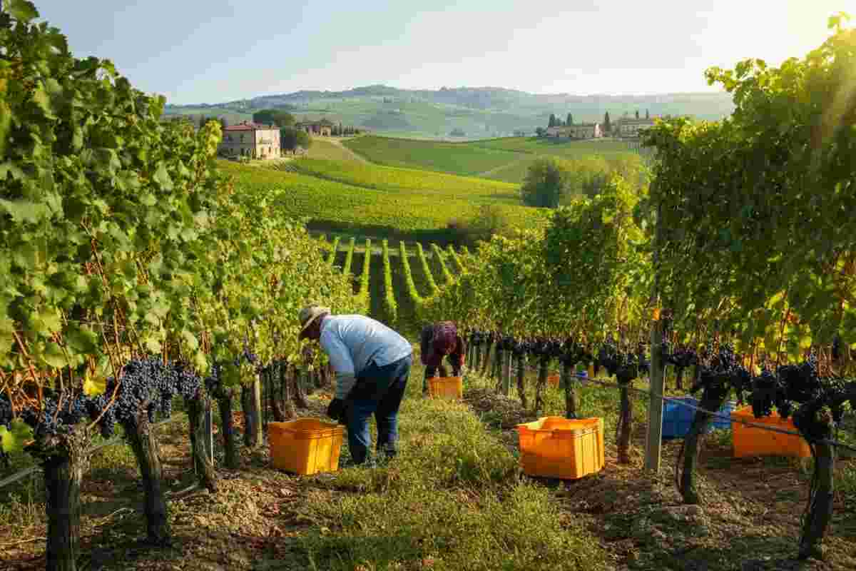 Il vino italiano conquista i mercati top nel 2025, ma le preoccupazioni si fanno sentire