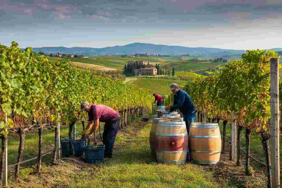 Innovazione e qualità: come Tradex sta rivoluzionando l'automazione nella filiera vitivinicola