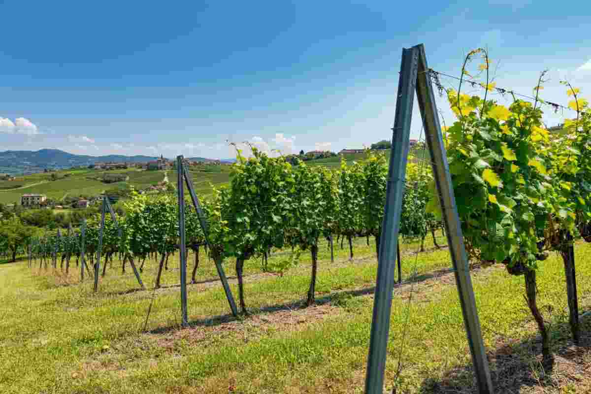 Innovazione e tradizione: i pali per vigna made in Italy di SATI