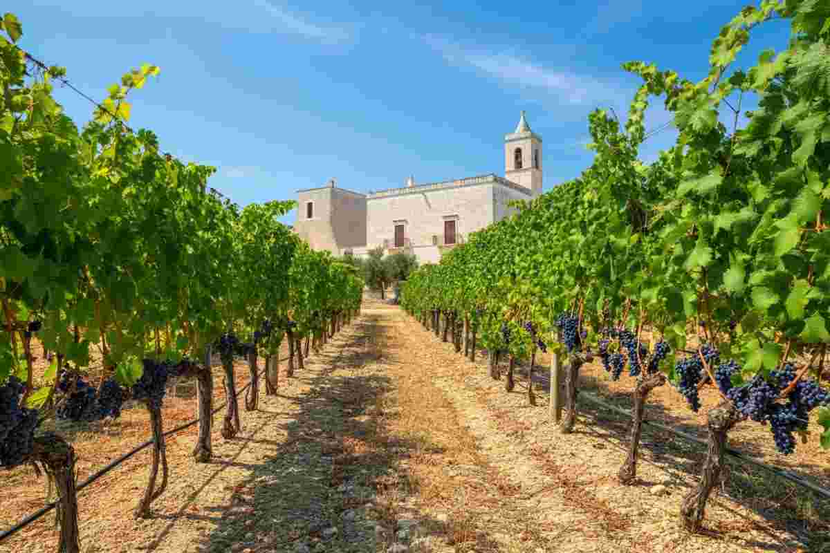 La famiglia Tommasi espande le sue radici in Puglia con nuove acquisizioni vinicole
